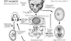 39 درصد ایرانی‌ها حداقل یک بار به انگل توکسوپلاسماگوندی مبتلا شدند